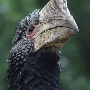 Silvery-cheeked Hornbill at the African walk-through aviary @ Debrecen Zoo