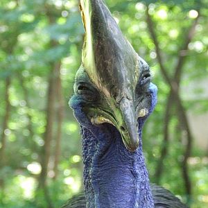 Smiling cassowary  @ Debrecen Zoo, Hungary