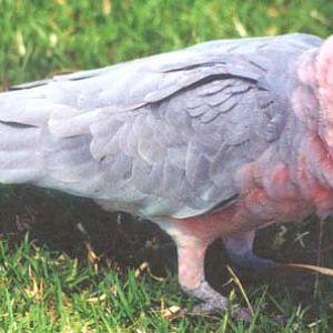 Galah x Long Billed Corella