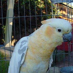 Galah x Sulpur crested Cockatoo