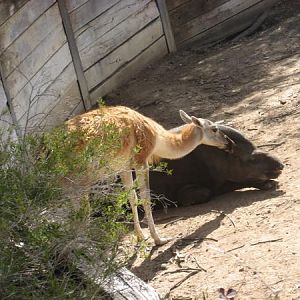 Guanarco anoying Taipar