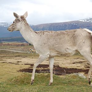 Bactrian Wapiti, HWP, April 2008