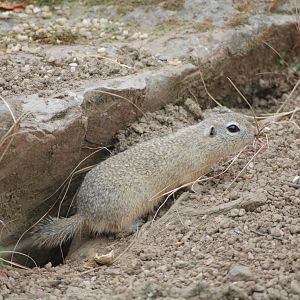 European Souslik, Edinburgh Zoo, April 2008