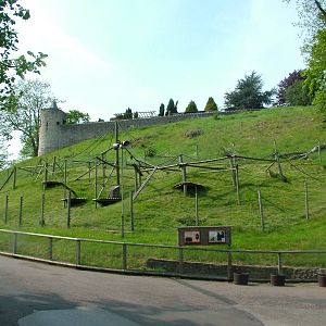 Sulawesi Macaque enclosure at Dudley Zoo May 08
