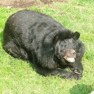 Asian Black Bear (Ursus thibetanus) at Dudley Zoo May 08