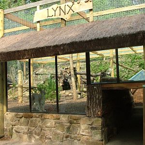 New Lynx enclosure at Dudley Zoo May 08
