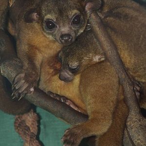 Kinkajous @ Pécs Zoo & Aquarium-Terrarium, Hungary