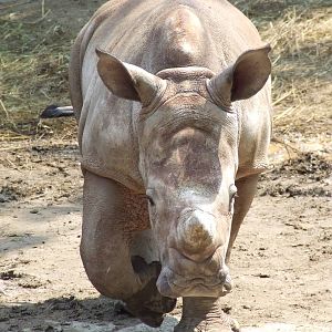Layla @ Budapest Zoo