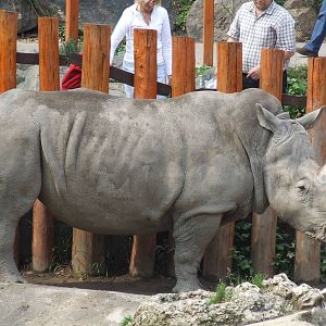 Rhino scratching at Budapest Zoo