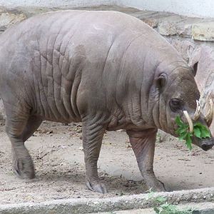 Babirusa @ Budapest Zoo