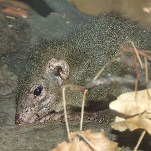 Northern tree shrew @ Budapest Zoo