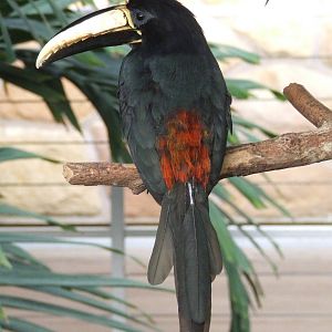 Black-necked aracari @ Budapest Zoo