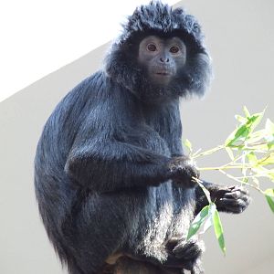 Javan silvered leaf monkey @ Budapest Zoo