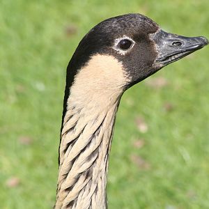 Ne-ne   Castle Espie 08