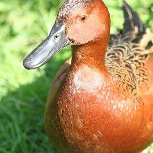 Cinnamon teal    Castle Espie 08