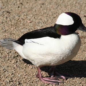 Bufflehead  Castle Espie WWT 08
