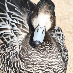 Chiloe wigeon - Castle Espie WWT 08