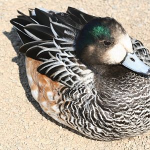 Chiloe wigeon - Castle Espie WWT 08