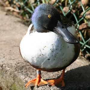 Common shoveler - Castle Espie WWT 08