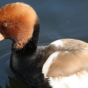 Red headed pochard - Castle Espie WWT 08