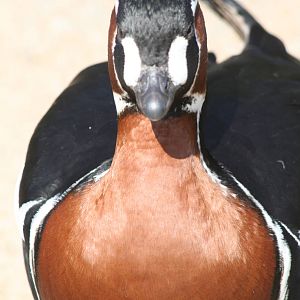 Red-breasted goose- Castle Espie WWT 08