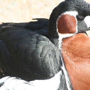 Red-breasted goose - Castle Espie WWT 08