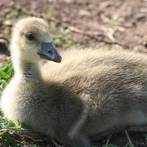 White fronted goose - goosling -Castle Espie WWT 08