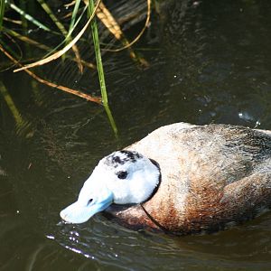 White-headed duck - Castle Espie WWT 08