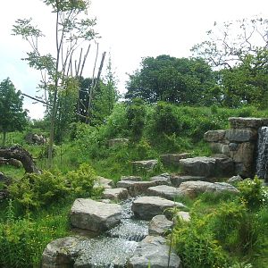 Spectacled Bear enclosure at Chester