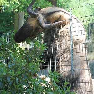 Male Takin at Marwell 14th May 2008