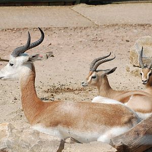 Pick'n'mix gazelles at Marwell 14th May 2008