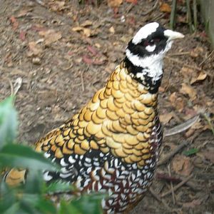 Reeve's pheasant