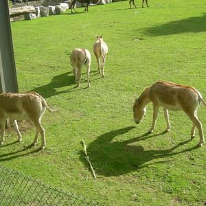 Onager at Chester zoo