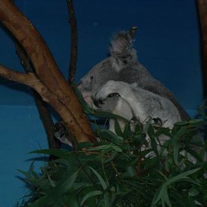 Koala at Edinburgh zoo