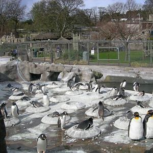 King and Gentoo penguins