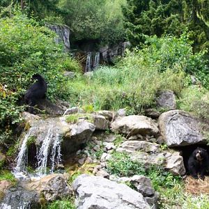 Spectacled bear exhibit at Zurich