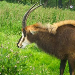 Sable antelope