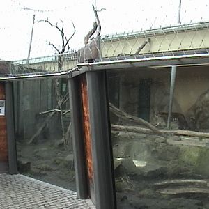 Halle Zoo: Malaysian Tiger Outdoor Enclosure