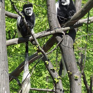 Eastern black-and-white colobuses @ Miskolc Zoo, Hungary