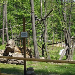 Part of the colobus enclosure @ Miskolc Zoo, Hungary