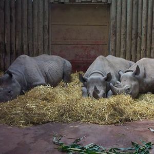 Black rhino in Tsavo