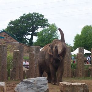 Elephant