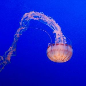Jellyfish