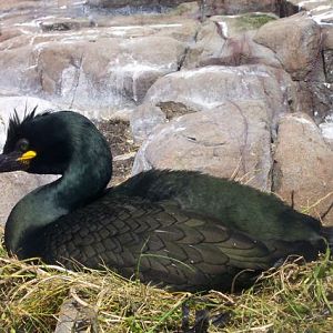 Shag on it's nest
