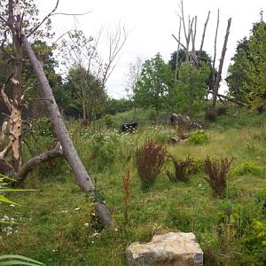 Chester zoo's Bear exhibit
