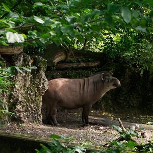 Tapir exhibit