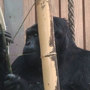 Eastern Lowland gorilla