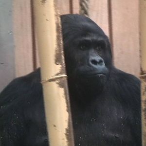 Eastern Lowland gorilla