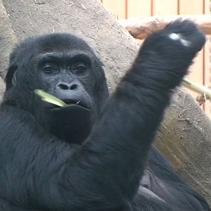 Eastern Lowland gorilla
