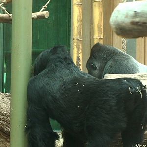 Gorillas
